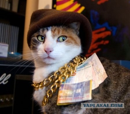 Котовторник в "КотоГетто"