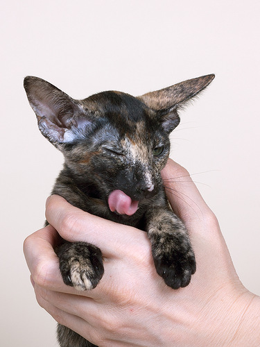 Котовторник (07.02.2012)