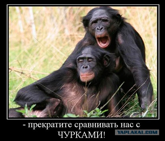 Новогодний махач в Махачкале.