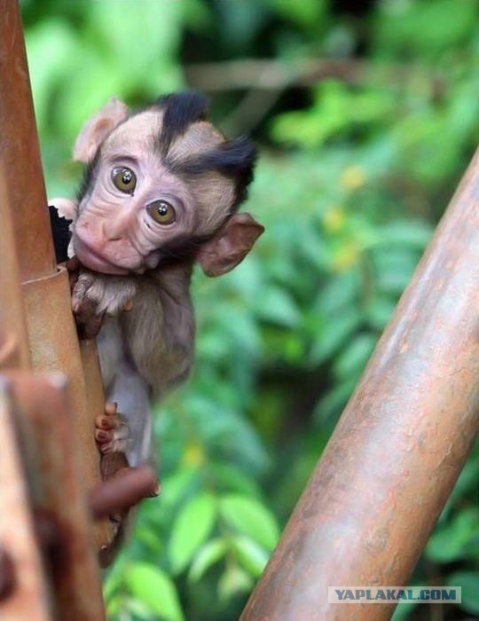 Челове-е-е-е-к!