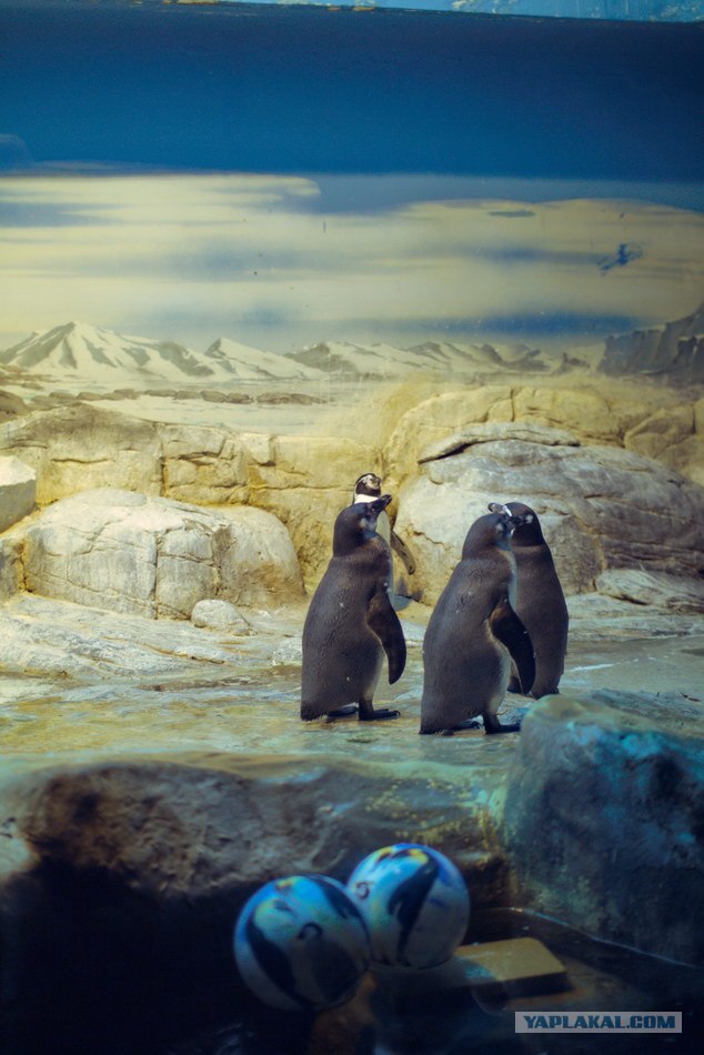 Московский зоопарк