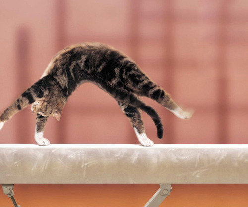 Котовторник!