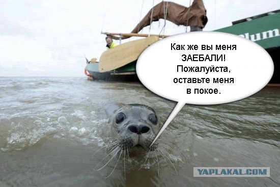 Фотожаба: Испуганый морской котик