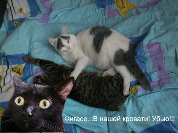 Киса хочет жабы