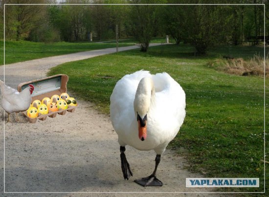 Фотожаба: Я от дедушки ушел, я от бабушки ушел