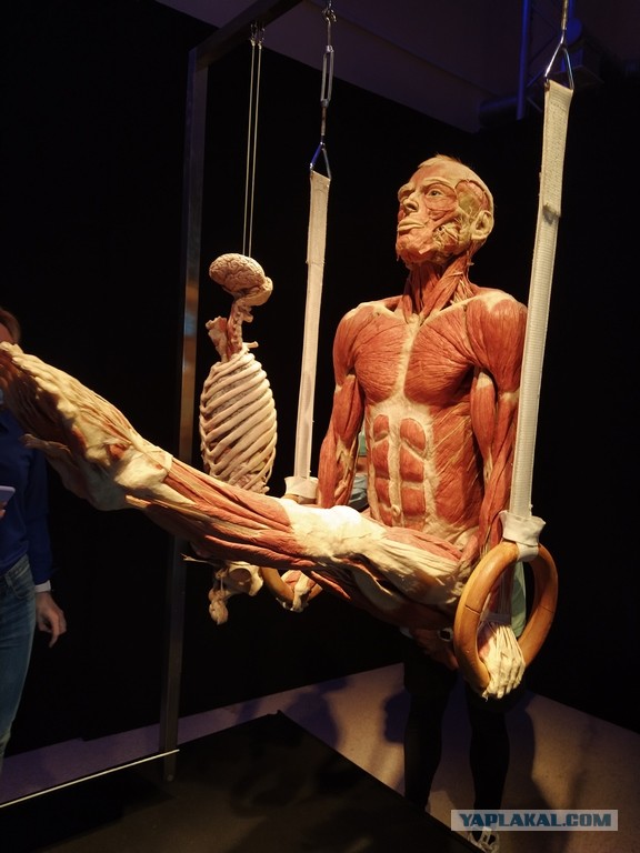 Посетил выставку Body Worlds на ВДНХ