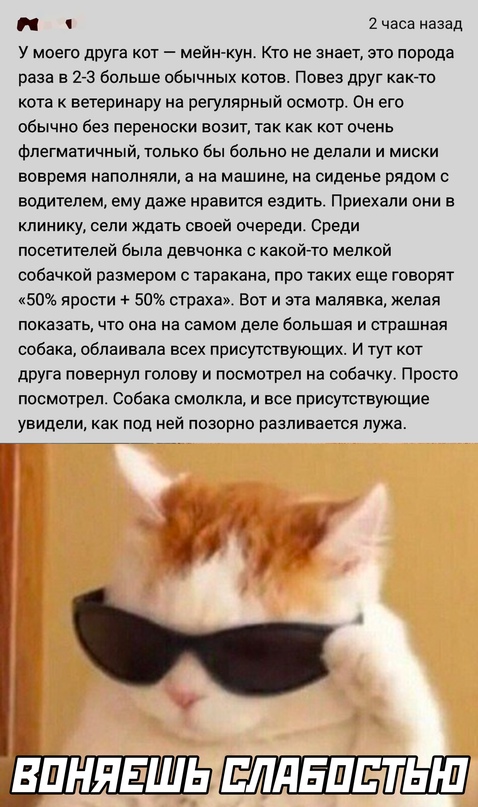 Мем воняешь слабостью с котом genius 2023 ИНТЕРЕСНО ! ВКонтакте