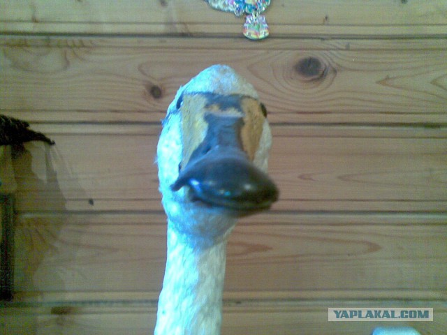 Гусь Новогодний