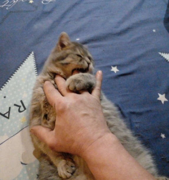 Котенок по имени Кусь)