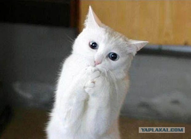 Пушистый хозяин собора святой Софии