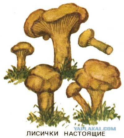 Лисички маринованные, Запасаюсь на зиму