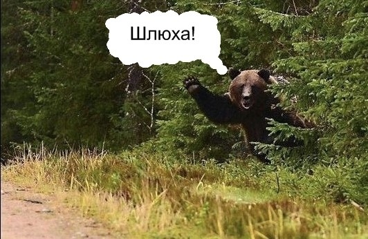 Превед медвед