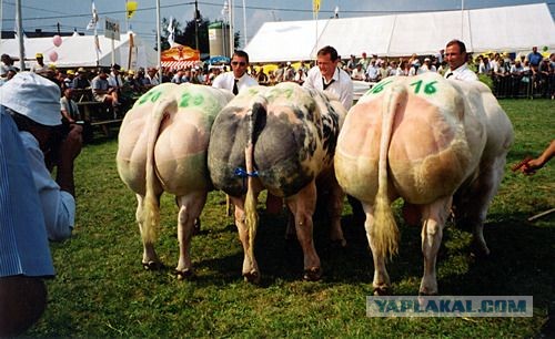 Конкурс «Мисс Bum Bum» в Бразилии 2013 16+