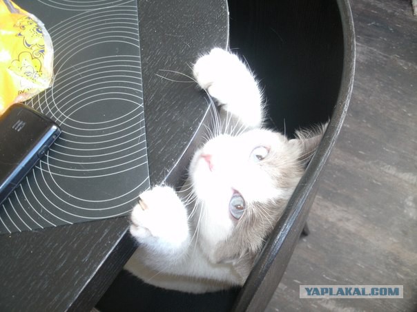 Котовторник   31.12.  2013