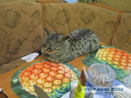 Котовторник 7.07.2015