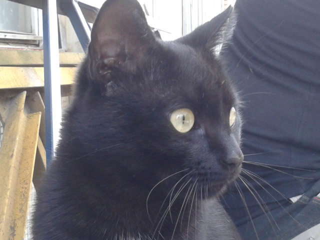 Котовторник 14.07.2015
