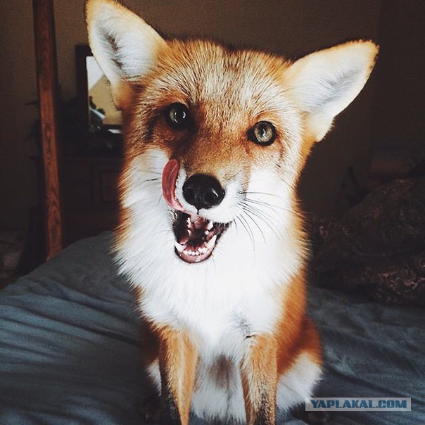 Разные картинки из сети