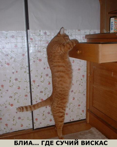 Коты, кошки, котята