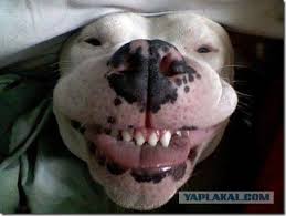 Как разговаривают в Донецке