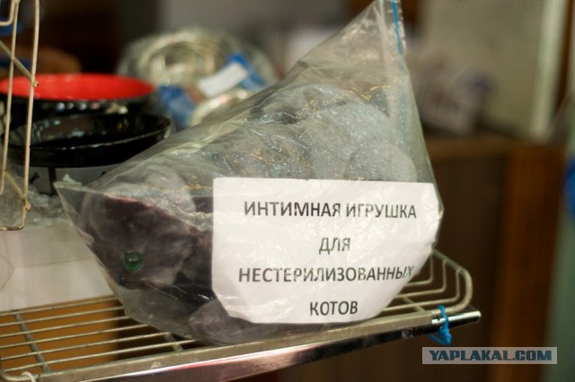 Жарко сцуко