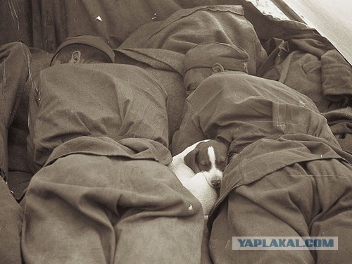 Наши.