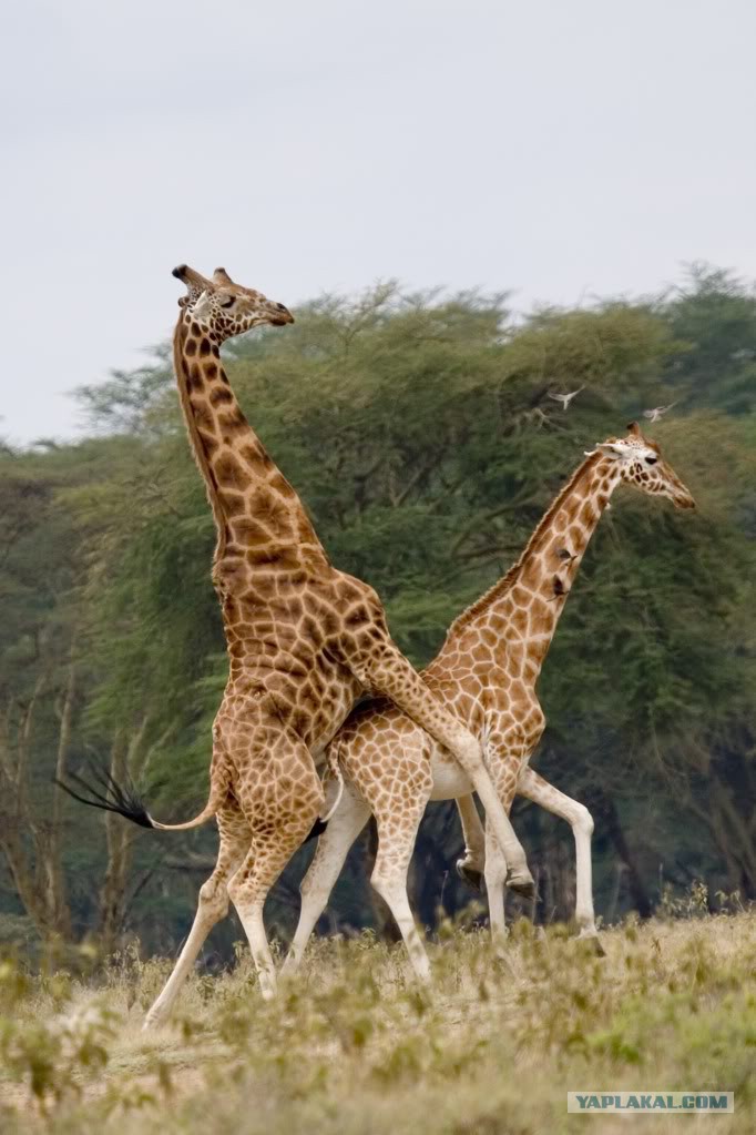 Әйел бодибилдер онлайн секс