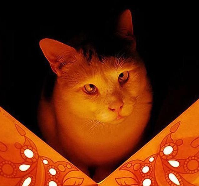 Косоглазые котики