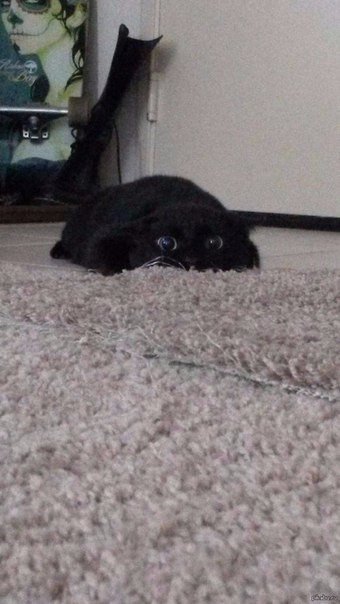 Коты и Кошки