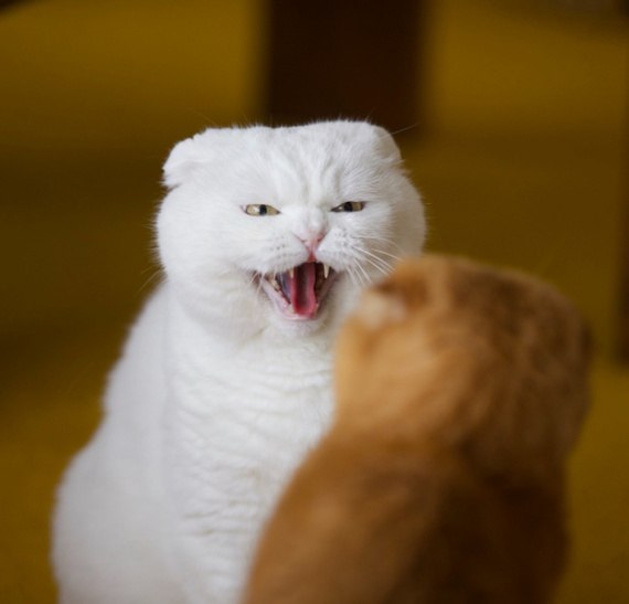 Коты и Кошки