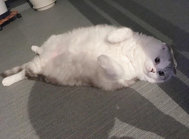 Коты и Кошки