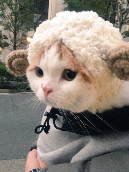 Коты и Кошки