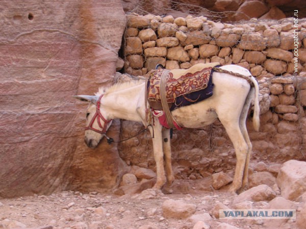 Иордания. Петра. Эль-Хазне. Новодел после приличного потопа