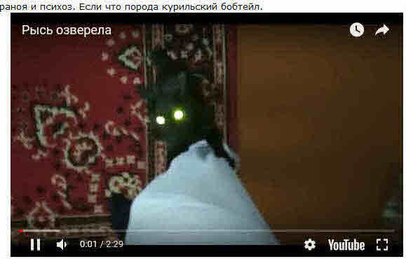 Бобтейл озверел