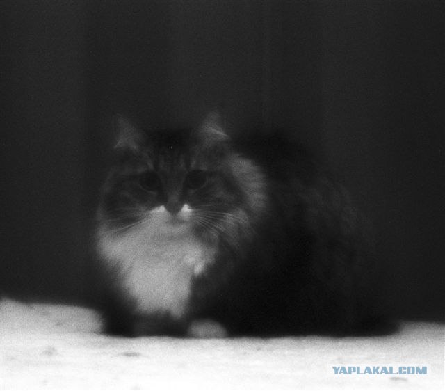 Новогодний КОТОВТОРНИК!