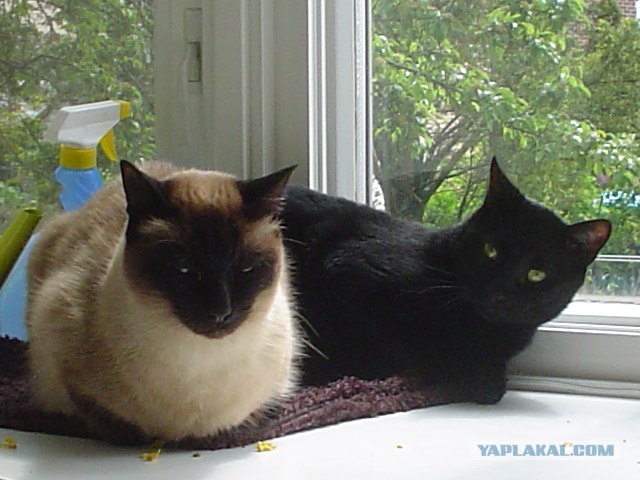 Котосреда (06.05.2009)