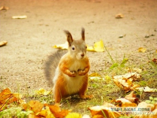 Фотоохота на белок