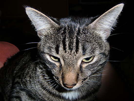 Котовторник стартует