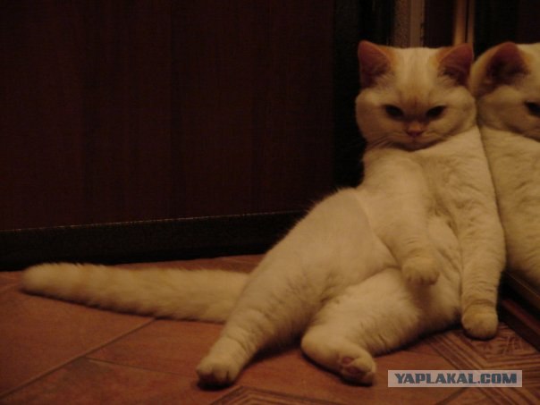 Первый котовторник июля