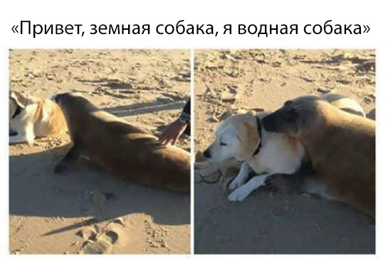 Милые животные. Мимиметр сломался