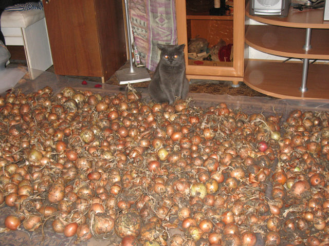 Котовторник (31.01.2012)