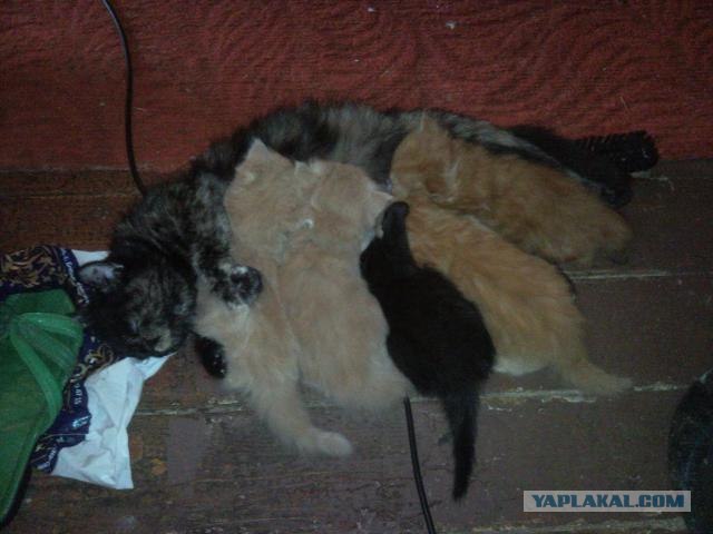 Котовторник 8 мая 2012