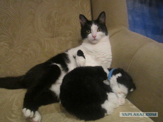 Котовторник  28.08.12