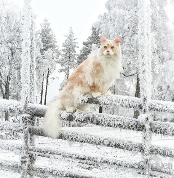 Прикольных котов пост
