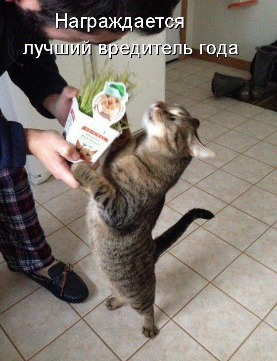 Смешные коты