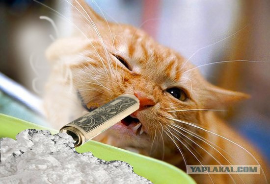 Фотожаба: Пятница у кота