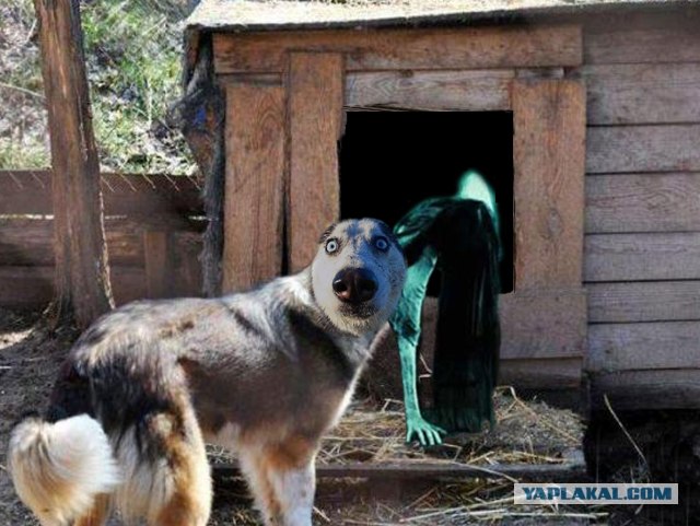 Фотожаба: Собака с Девушкой