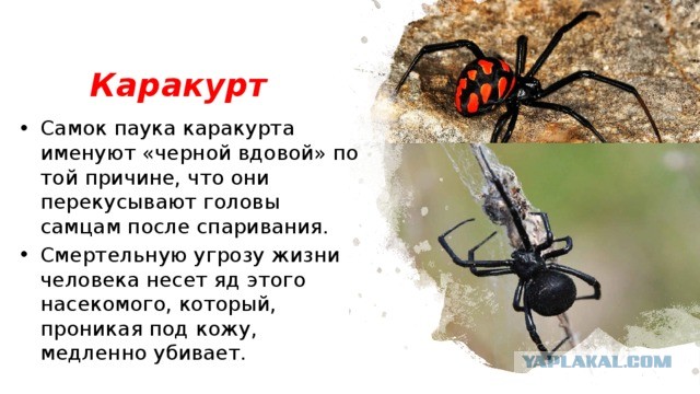 Кто хотел Мозольке вдуть?