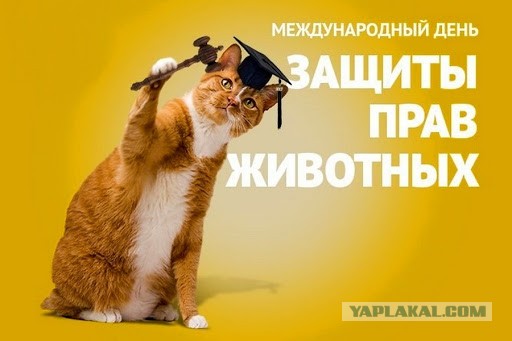 Семью Маккласки обязали заплатить штраф 750$ за защиту своего дома