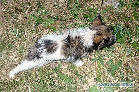 Овощи с бараньими ребрышками тушёные, или за что я люблю лето)))