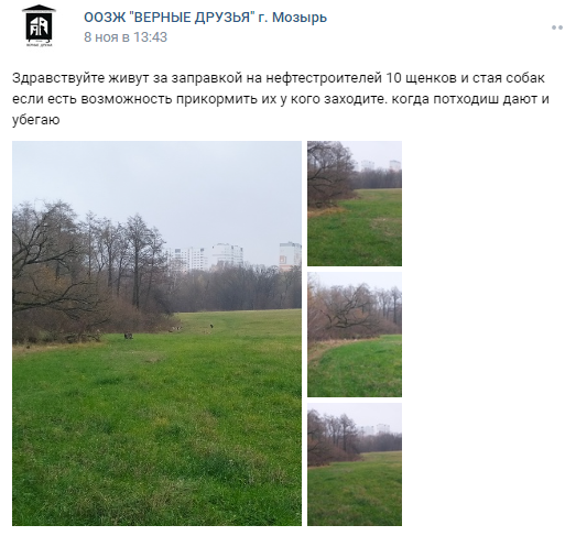 Желая показать свою любовь к животным " зоозащитники" дали собакам возможность нападать на людей.